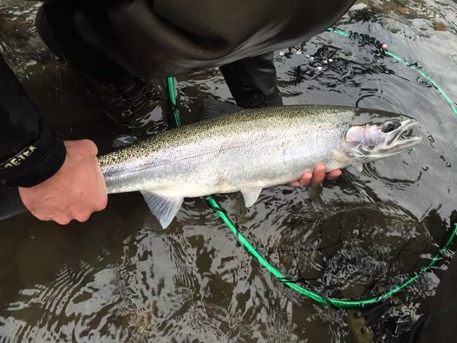 Winters steelhead are in and ready to be caught!