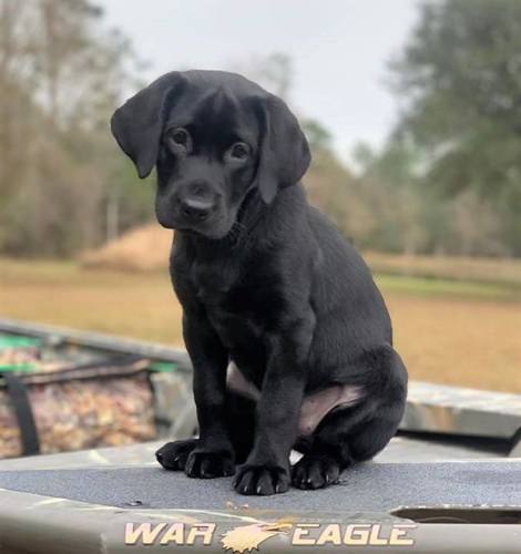 Royal can't wait to go hunting! #Puppy #Dogs #Hunting #FinandField PC: Max Morris