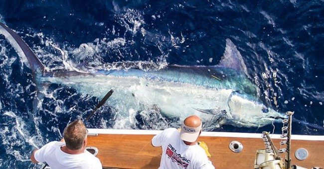 Is it a "fish tale" if you have a photo? Incredible shot from Marlin Magic Sport Fishing Hawaii. #Fishing #Pelagic #Marlin #Hawaii #Adventure #FinandField