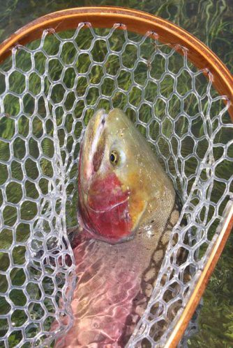 Two of our most popular 4-day trips involve fly fishing the second and third meadows of Slough Creek. These waters are home to large cutthroat while the hills around offer sightings of wolves and grizzlies. Only a few spots remain on the mid-July and Aug. 4 options. See more at https://bit.ly/34BX4Sy.