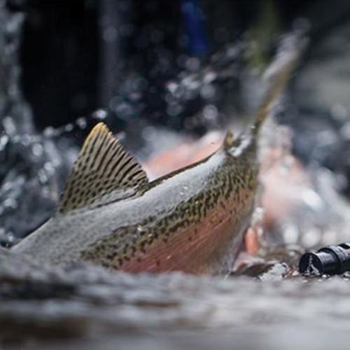 Sometimes the release is better than the bite. Great shot from  Secret Creek Photography #simmsfishing #forgettheforecast