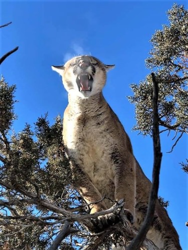 Top of morning to ya! #BigCat #Hunting #Adventue #FinandField
