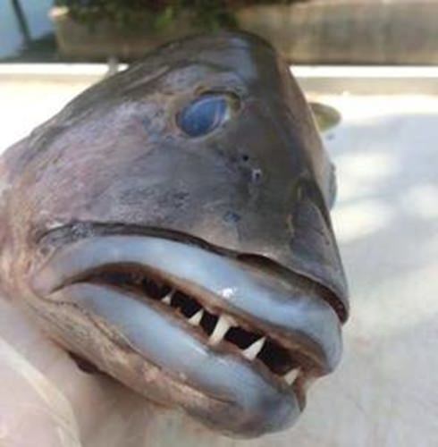 How do you feel about the weekend being over? #Monday #Fishing #Hunting #Adventure #FinandField