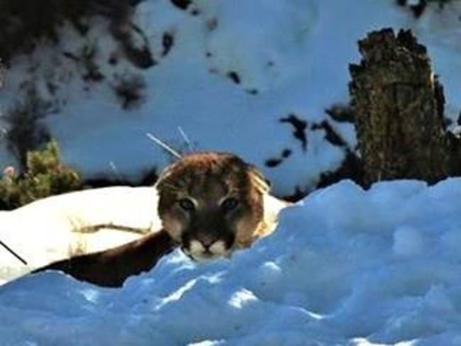 Good Morning Sunshine!

#Hunting | #Adventure | #BookAHunt | #Lion | #FinandField