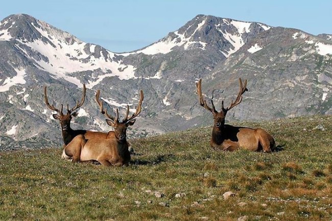 Are you planning an Elk hunt this year?
A) Yes
B) No
C) Depends on draw
#Elk | #Hunting | #Adventure | #FinandField | PC:#RMEF