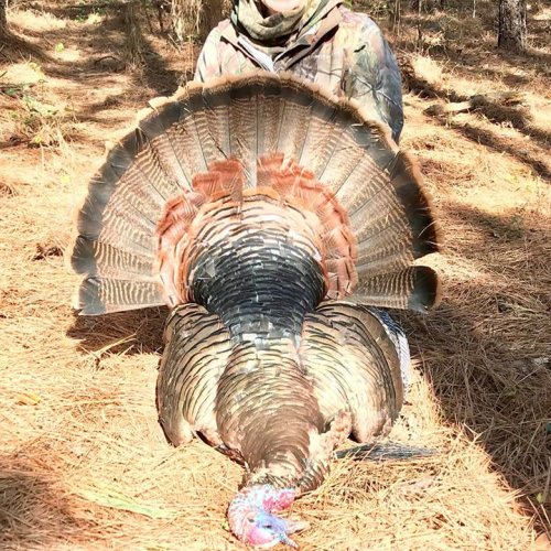 Ms. Lynn killed her best Eastern turkey this morning-21.6#/11 3/8” beard/1 1/4” spurs.  Her hunt lasted 7 minutes! This was my 100th guided turkey.  What a day! #redblufflodge #scturkeyhunting @kuiu_official  @ Red Bluff Lodge