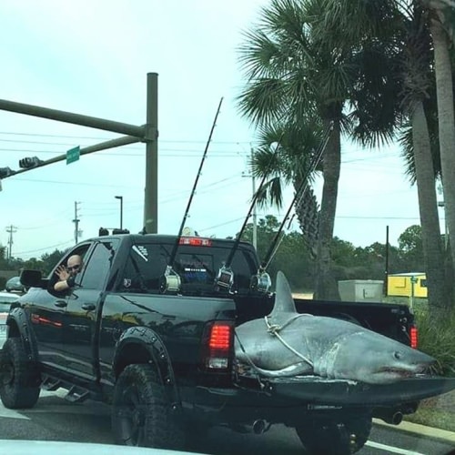 Caption this one! #Shark #LandShark #Fishing #Adventure #FinandField