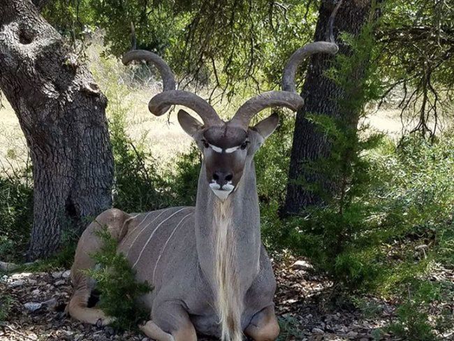 Would an Africa Safari be on your dream list of hunts? 

#Hunting | #Adventure | #Africa | #BookATrip | #FinandField