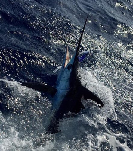 Compass Rose Charters of Key West Florida, Key West Fishing tangled with a white marlin recently. 

Key west fishing is a thrilling activity for everyone from the saltiest of anglers to first timers. Catch marlin, tuna, mahi, snapper, grouper, and more. Check out their pricing and availability!

http://bit.ly/2smqKkC

#Fishing | #Adventure | Fly Navarro | #FlyZoneAdventures | #Endorsed