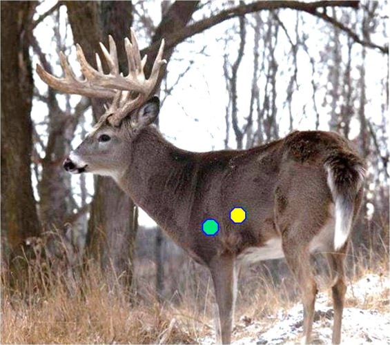 Call it! Green or Yellow placement. #Hunting #FinandField #Adventure