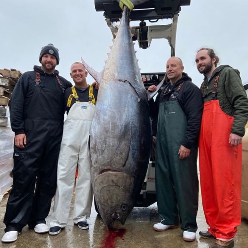The "Hall Pass" closed out the Bluefin Tuna season in North Carolina with a bang! Bravo to George and crew on their 107’’ and 700+pounds monster. 
#Fishing #HallPass #Tuna #NC #FinandField