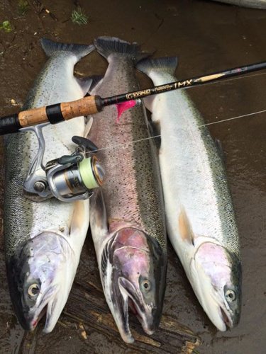 Fishing continues to be good. Look for there to be plenty of these around once the rivers drop. G.Loomis Salmon and Steelhead Rods Pro Page