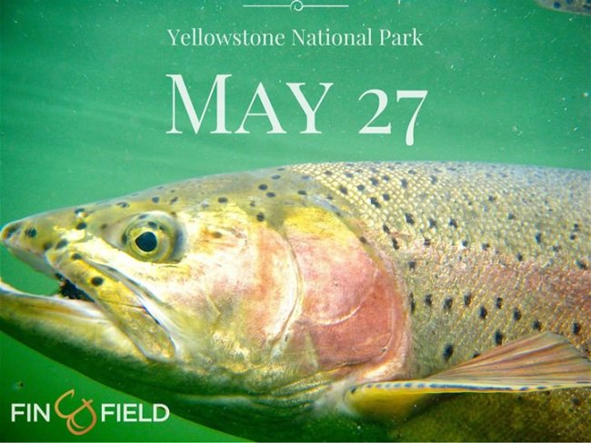 Fishing season in Yellowstone National Park opens up on May 27th!

North Fork Anglers is the go-to outfit for fly fishing Yellowstone and the surrounding areas. If you are going to be in the area, you owe it to yourself to fish with the best!

Papa's Pilar | #LiveTheLegend | #PapaWouldBeProud | #Fishing | #Adventure