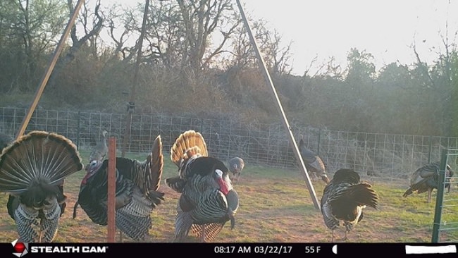 Turkey cam pics@RRVO