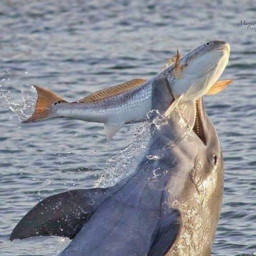 Dolphins are just so cute! Do you think that is what the fish is saying? #MotherNature #Adventure #FinandField