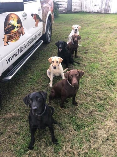 Happy National Dog Day from Babe, Jazi, Sadie, Jetta, Dakota, and Ruby!