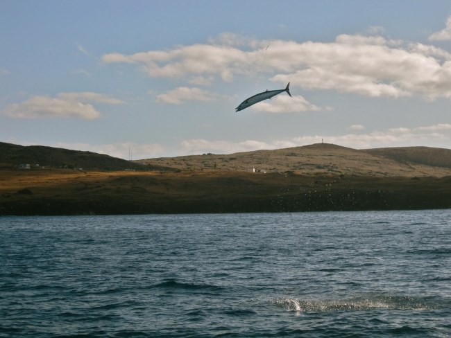 Have you ever seen a fish hit a bait 25 feet in the air? #Wow #Fishing #FinandField #Adventure