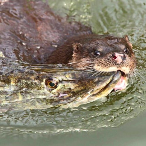 How is this battle going to turn out? #MotherNature #FinandField #Fishing