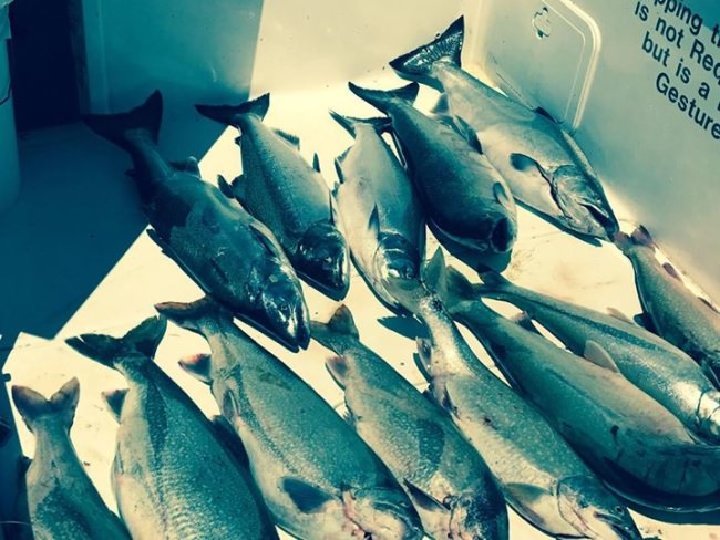 These guys show up in less than 2 months! Check out Good Times Sportfishing (http://bit.ly/2otcIe0) for non stop Lake Ontario salmon fishing!