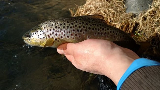 Check out North Fork Anglers in the Endorsed Partner Series on Fin & Field. If you've ever been fly fishing you know how important it is to match the hatch...thats why experts make such a big difference!

You can win a $5000 booking credit in the Book with the Best Giveaway (http://bit.ly/2xgc1I2) on Fin & Field to be used with any of the experts in the Endorsed Partner Series, plan your dream adventure!

Till Death Do Us Part | Daniel Lee Martin | Julie Mcqueen | #TillDeathAdventureSeries | Papa's Pilar | #PapaWouldBeProudAdventureSeries | #NeverASpectator | Fly Navarro | #FlyZoneAdventureSeries | BlacktipH | #FishWithTheBest | #HuntWithTheBest