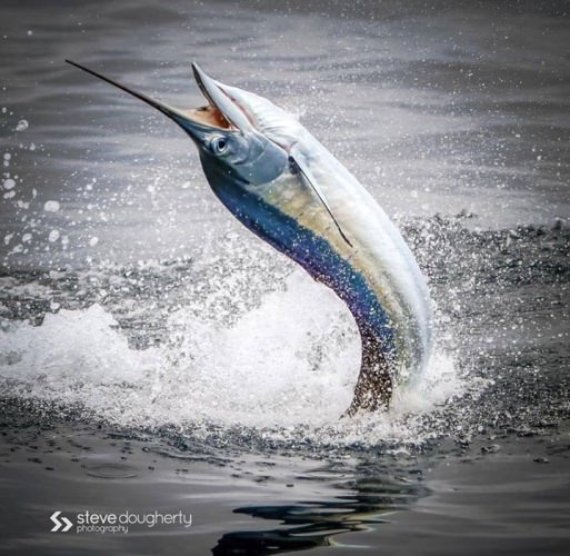 2017 QUEST FOR THE CREST SAILFISH SERIES!
Operation Sailfish: December 7-11, 2016
Sailfish 400: January 11-15, 2017
Sailfish Challenge: February 22-26, 2017
Final Sail: April 25-30, 2017
Bluewater Movements, Inc.

#QuestForTheCrest - #Fishing - #Florida - #BluewaterMovements - #FinandField