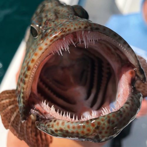 What is the toothiest critter you have caught? Bonus points for sharing a picture!