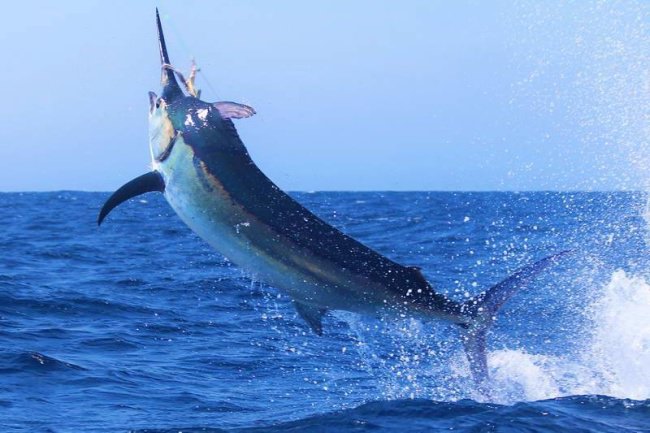 How amazing is this? Anglers dream of seeing this live. Great shot from Tropic Star Lodge. #Fishing #Adventure #FinandField