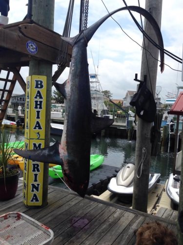 19th Annual Mako Mania Shark Tournament Fish Tales in Ocean City, MD kicks off in few days. #Fishing #Adventure #Mako #FinandField #OneMoreDay #OC