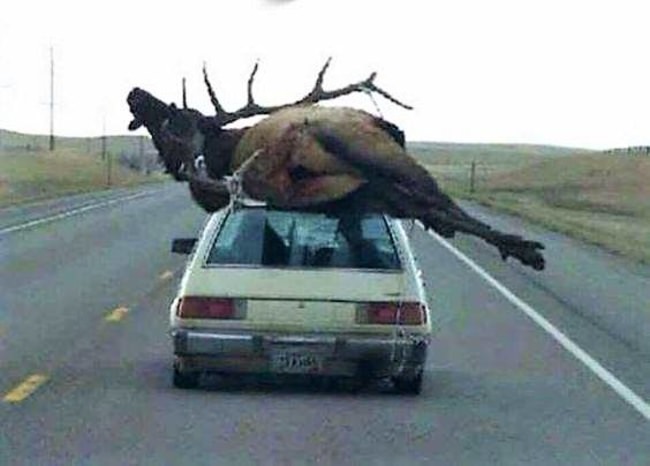 Caption This! #CantBeReal #Elk #Hunting #FinanField