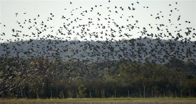 Dove season has opened or is about to open in many states.  Who's ready? #DoveHunting #Hunting #UplandBirdHunting #FinandField