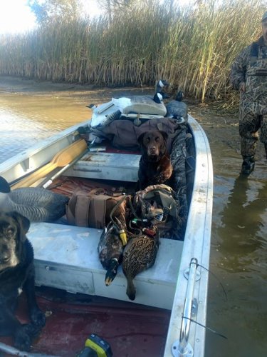 Great day duck hunting. Managed to get a couple once the fog broke. Was nice to get Bear out on a warm day should have had more but fog and shooting was off