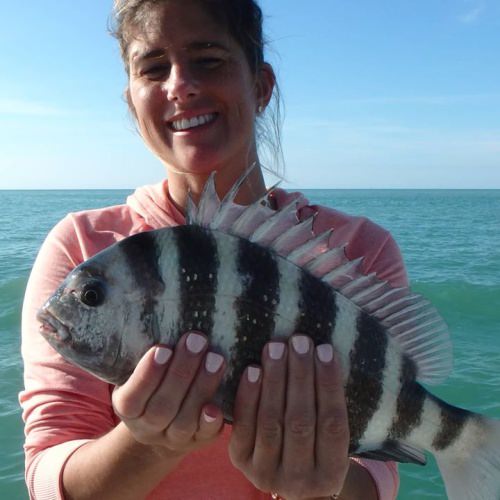 Everybody loves some sheepshead.  
.
#sheepshead #sheep #fishing #fishingfun #fishingpicoftheday #florida #floridalife