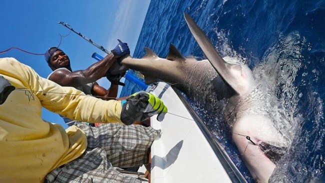 BlacktipH got NFL Linebacker Sam Barrington a nice hook up!
#CelebritiesWhoFish #FamousSportsmen #Fishing #BlacktipH #FinandField #Outdoors
