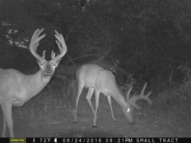 Shoot or Pass this Buck on our Missouri Farm??? #racknine