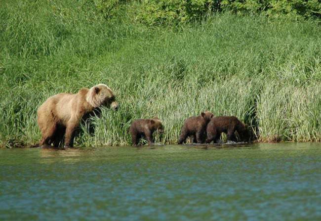 Fishing hole visitors. #Adventure #Alaska #Fishing #FinandField #DreamBig2016