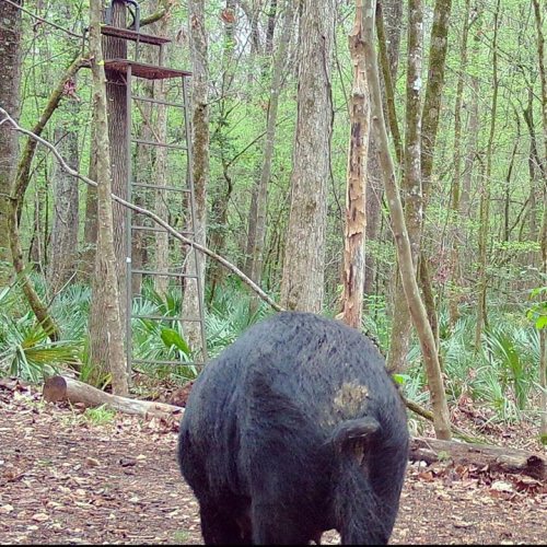 Could you make the shot? #redblufflodge #schoghunting #scbowhunting