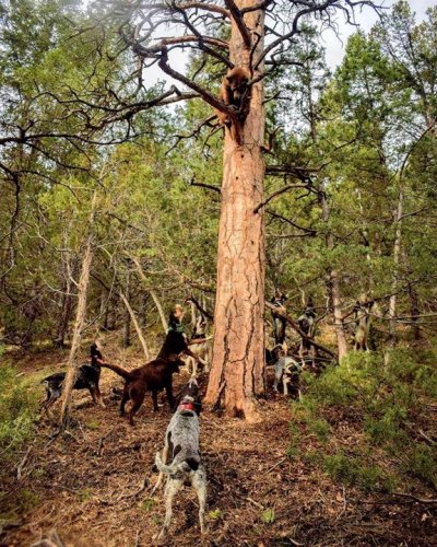 Today is the last day to apply for Utah bear. Don't miss out. Give us a call if you need help with a tag. #gtoutfitters #treed #houndlife #dusupply #houndhunting #bluetick #redtick #hound #bearhunting #beardogs @officialfurdog @houndsmen_traditions