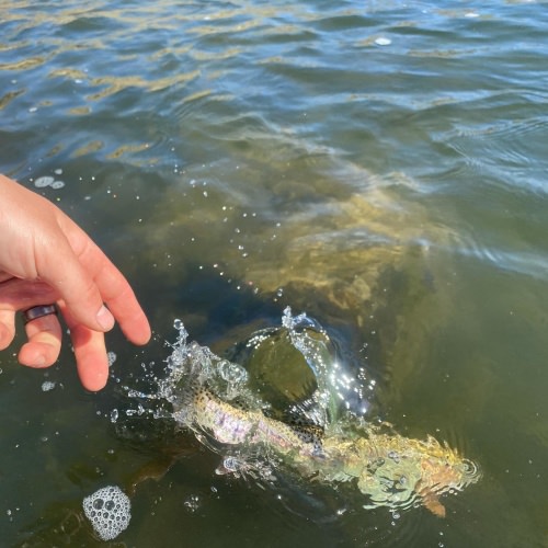 Sunshine and rainbows #deschutesriver #troutonthefly #flyfishing #reddingtonflyrods #simmsfishing #pnw #godisgood #fishusa