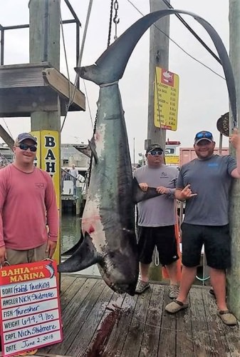 Talk about a fish tale! This 644+ pound Thresher was caught on a 25ft boat at the Mako Mania tournament in Ocean City, MD. It might be a new Maryland state record. PC: Hooked on OC 

#Shark | #FishTale | #Fishing | #OCMD | #FinandField
