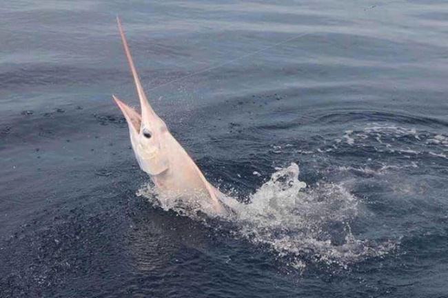 Just amazing how sailfish change colors! Have you ever seen this before? Cloud Nine Charters had hook up just like this last week down at Bud N' Mary's Marina in Islamorada. Give Capt. Greg a call for your next fishing adventure - 855-695-7543  #Wow #Sailfish #Fishing #FinandField #CloudNineCharters #Islamorada #BudNMarys