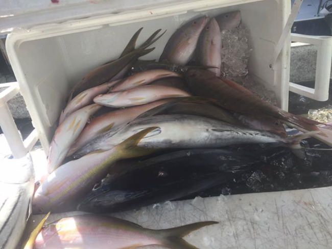 Brower Fishing Charters on the Buzz On filling the cooler. Sailfish are starting to show up. Now's a great time to plan your trip to #Islamorada.

Check out #BuzzOnCharters - http://bit.ly/2dc0NK6

#Fishing - #Islamorada - #FinandField