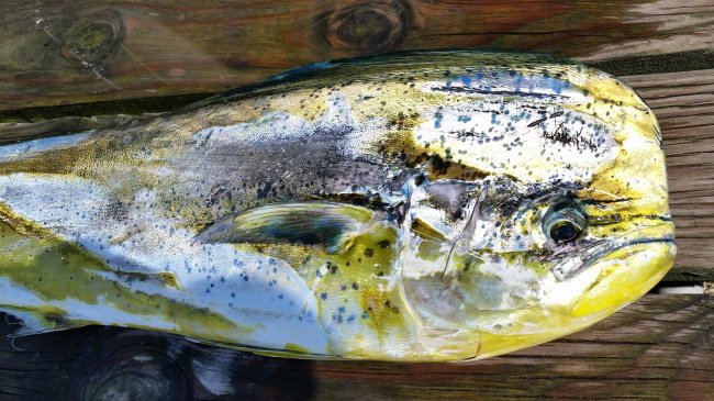 Look at the colors! Marauder Sport Fishing Charters limited out on dolphin in Pirate's Cove Marina in OBX. If you are looking to go inshore fishing, then you won't find a better crew. Captain Troy and mate Alan will put your in the fish!  #Fishing #OBX #Marauder #FinandField