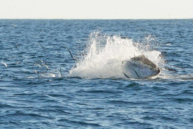 Amazing shot. #Fishing #FinandField