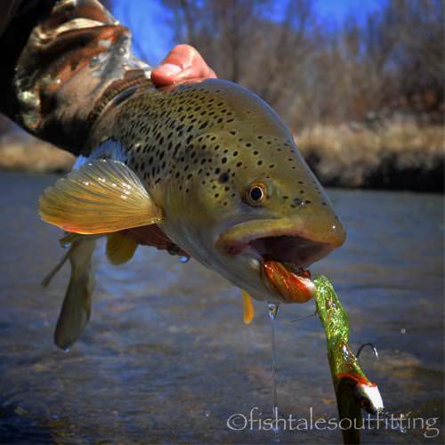 Pretty cool photo from FishTales Outfitting! #fishing #mt #trout #adventure #finandfield
