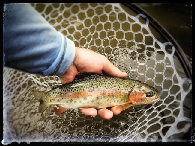 BRAZOS BEAUTY- We have been able to get a few clients into the High Timber Ranch for day trips. The road is rough and bumpy and sure is a slow mission to drive. With these wild fish eating dry flys every rock in the road is worth driving over even if it is through the field.
<•><•><•><•><•>
#flyfishing #catchandrelease #loeflyfishing #newmexico #colorado #sendit #nature #alpine #keepemwet #wildtrout #5050onthewater
<•><•><•><•><•>