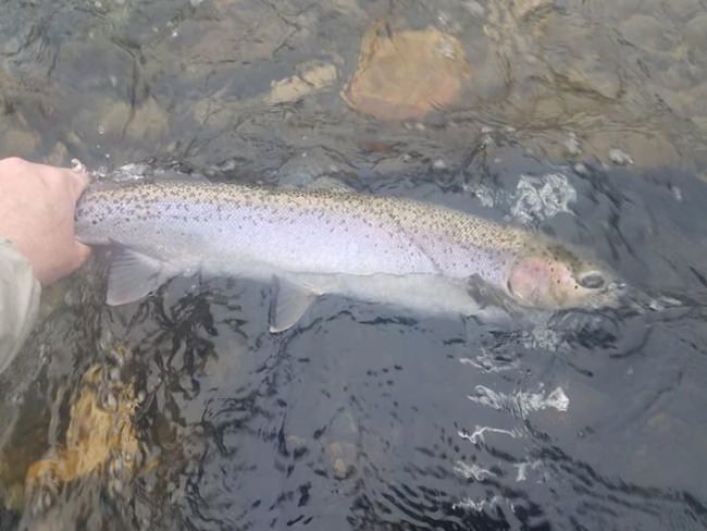 Finding a few of these beauties swimming around.

As I always say 
"Be the report, don't believe the report"

I still have Dec 18th available on the Trinity, and still have some Jan, Feb March 2018 dates open as well.

Tight Lines
Brian