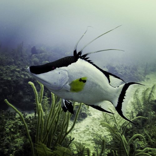 How cool is this hogfish? Looks like he is ready to ring in the New Year! #MotherNature #Adventure #NewYears2016 #FinandField