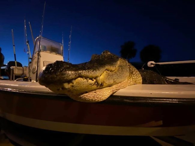 Fishing,  gator hunting ,gator hunting some more, loving every day! #floridagatorhunting #pennreels #teamrainshadow #rainshadowblanks #dinosaur #pathfinderboats #alumitechairboats #gator #florida #ilovemyjob #memories