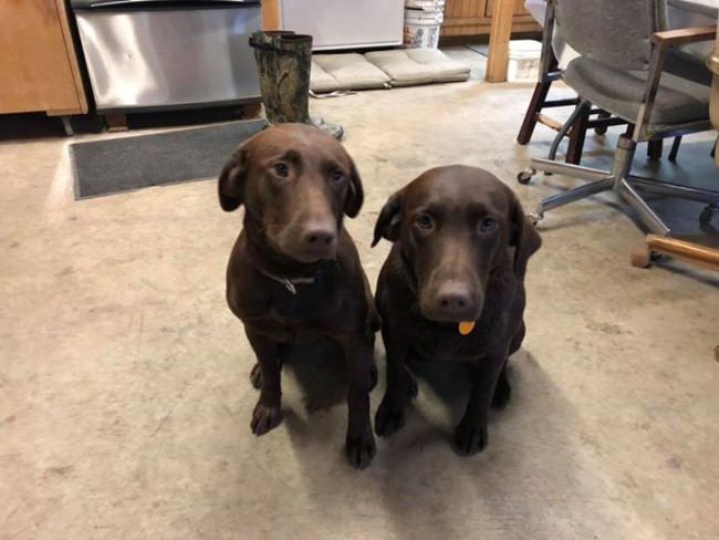 Happy Birthday to the youngest members of our 4 legged hunting staff! Dakota and Jazi are now 2 years old.