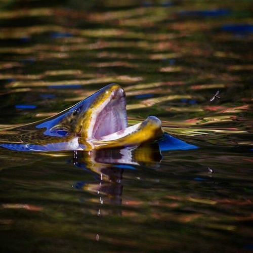 Counting down some of our favorite posts from 2015. So happy to have Rising trout Photography by Øystein Rossebø in our camp for providing killer shots like this. #simmsfishing